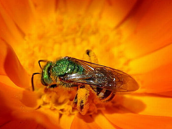 GREEN HORNET, hornet, orange, green, flower HD wallpaper