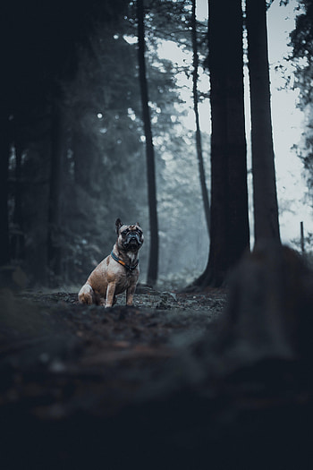 Animals, Forest, Dog, Animal, Bulldog HD phone wallpaper