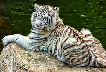 Striped beauty, tiger, hunter, striped, white brown and black, young, beauty HD wallpaper