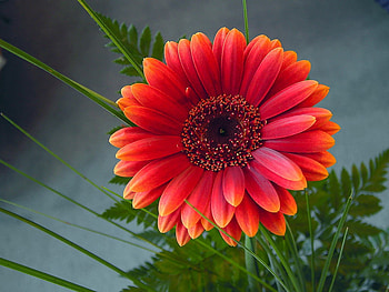 Red gerbera, nature, gerbera, red, flower HD wallpaper