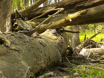 Washed Up Dried Out, trees, nature, forces of nature, green HD wallpaper