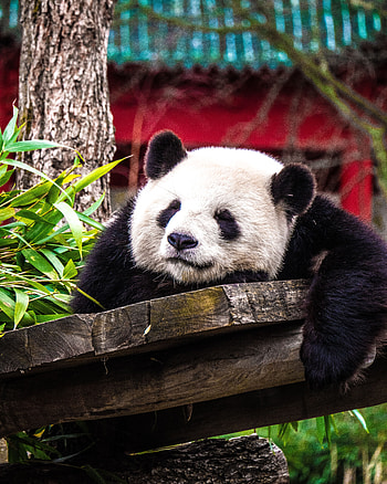 Animals, Animal, Sweetheart, Nice, Sleep, Dream, Panda HD phone wallpaper