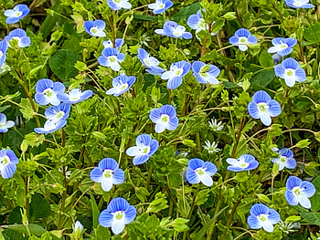 Covor de floricele mici, ser, ger, aer, cer HD wallpaper