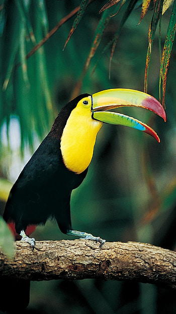 Toucans, Cute Black Bird HD phone wallpaper