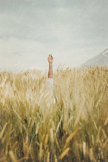 Sky, Hand, Miscellanea, Miscellaneous, Field, Ears, Spikes HD phone wallpaper