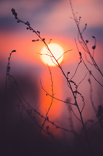Sunset, Grass, Sun, Macro HD phone wallpaper