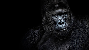 Artistic gorilla, Captivating graph, Wall mural, Wildlife decoration HD wallpaper