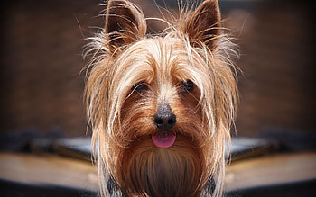 Animals, Dogs HD wallpaper