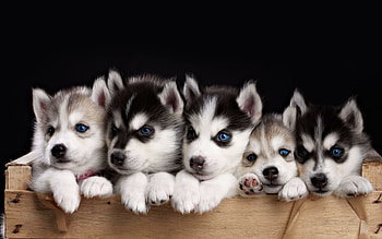 Siblings, Siberian Huskies HD wallpaper