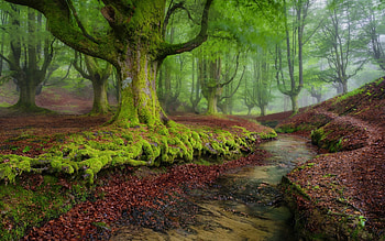 Forest in Andalusia, Spain, spain, graphy, pretty, path, moss, trees, nature, forests HD wallpaper