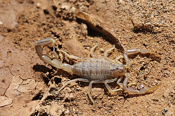 The African fattail, Scorpions HD wallpaper