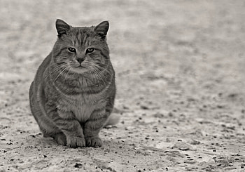 Animals, Sit, Cat, Grey, Bw, Chb, Street HD wallpaper