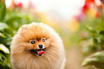 Pomeranian, Beautiful , High quality , Fluffy dog breed HD wallpaper