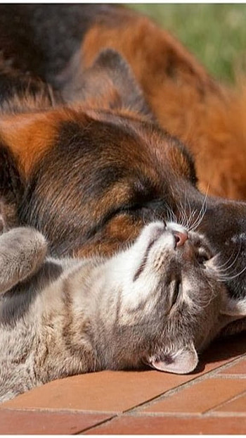 Cat And Dog, Sleeping time, tired kitten and puppy, snoozing HD phone wallpaper