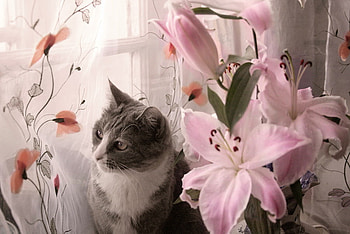 My own little garden, window, grey and white, cat, flowers, pink blooms HD wallpaper