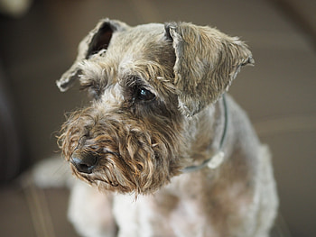 Animals, Dog, Muzzle, Poodle HD wallpaper