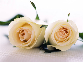 YELLOW ROSES, nature, flowers, roses, yellow HD wallpaper