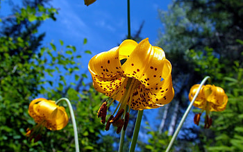 Nature, Flower, Spotted, Spotty, Lily HD wallpaper