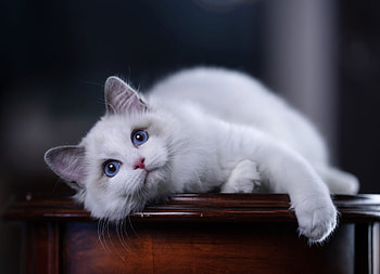 Cat, animal, kitten, purr HD wallpaper
