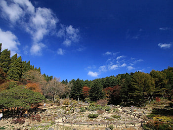 Nature, Trees, Sky, Autumn HD wallpaper