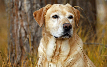 Labrador , backgrounds, Playful dogs, Nature's beauty HD wallpaper