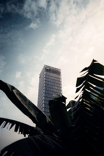 Skyscraper, Building, Miscellanea, Miscellaneous, Palm, Branches HD phone wallpaper