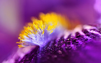 Drops, Flower, Macro, Wet, Surface, Humid HD wallpaper