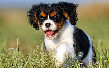 Animals, Dog, Sight, Opinion, Puppy HD wallpaper