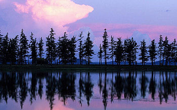 Trees Reflection, reflection, , trees, in water, beautiful HD wallpaper