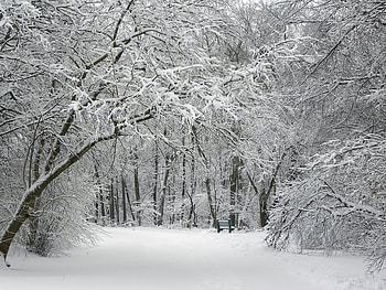 A Place To Think, trees, bench, white, snow HD wallpaper