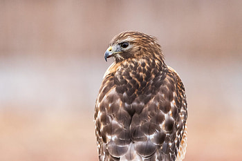 Red shouldered hawk, Holden forests, Gardens sanctuary HD wallpaper