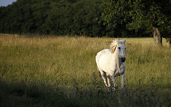 White Horse, horse, white, nature, wild HD wallpaper