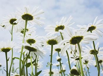 Daisies, summer, flowers, spring HD wallpaper
