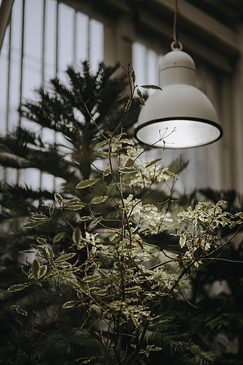 Plant, Shine, Light, Miscellanea, Miscellaneous, Wood, Tree, Lamp HD phone wallpaper
