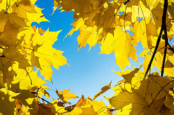 Yellow leaves, maple's leaves, autumn HD wallpaper