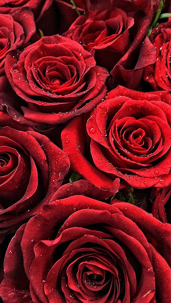Red Rose, Roses, Flowers HD phone wallpaper