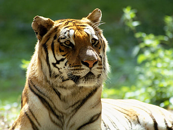Animals, Muzzle, Striped, Big Cat, Tiger HD wallpaper