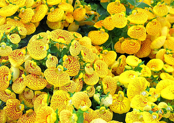 Flowers, Bright, Spotted, Calceolaria, Calceolary HD wallpaper