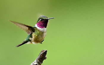 Animals, Humming-Birds, Bird, Branch, Flight, Wings, Wave, Sweep HD wallpaper