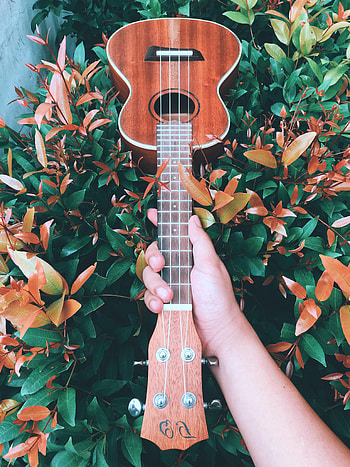 Guitar, Music, Bush, Hand HD phone wallpaper
