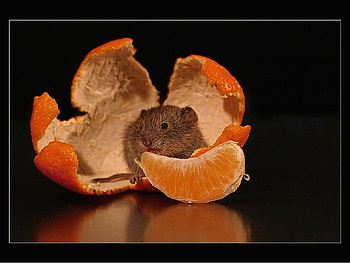 Animals, cute, insects, mice HD wallpaper