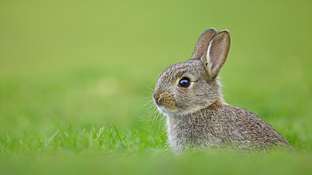 Adorable bunnies, Bunny , Rabbit's cuteness, Fluffy rabbits HD wallpaper
