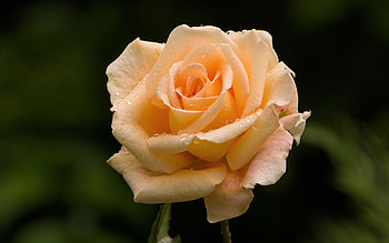 Plants, Flowers, Roses HD wallpaper
