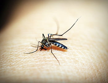 Macro graph of a mosquito feeding on human skin, showcasing the insect's details. HD wallpaper