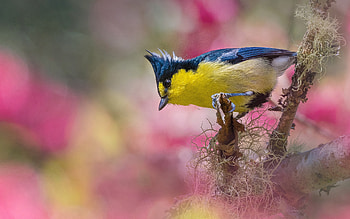 Titmouse, colors, animal, bird HD wallpaper
