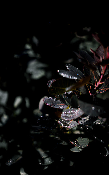 Leaves, Drops, Macro, Wet, Branch, Dew HD phone wallpaper