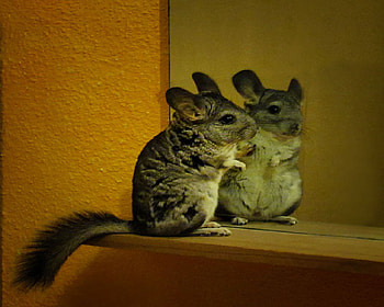 my chinchilla in the mirror, mirror, chinchilla, zavaidoc, animals HD wallpaper