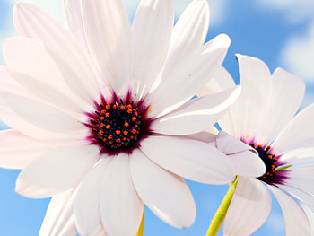 Plants, Flowers HD wallpaper