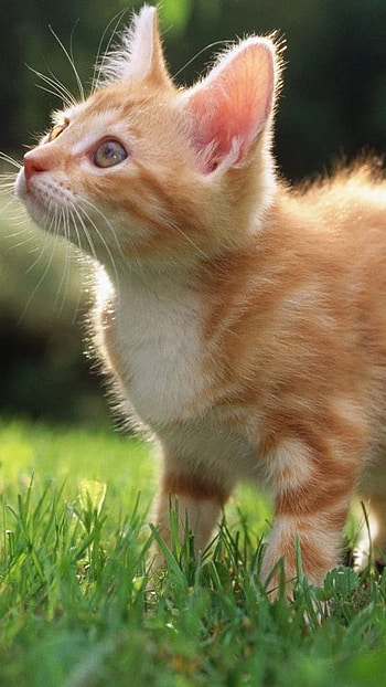 Cute Baby Cat, Grass Background HD phone wallpaper