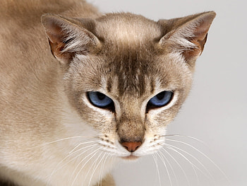 Animals, Cats HD wallpaper